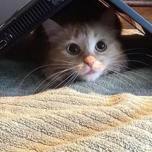 Meet your Posher, Lisabeth